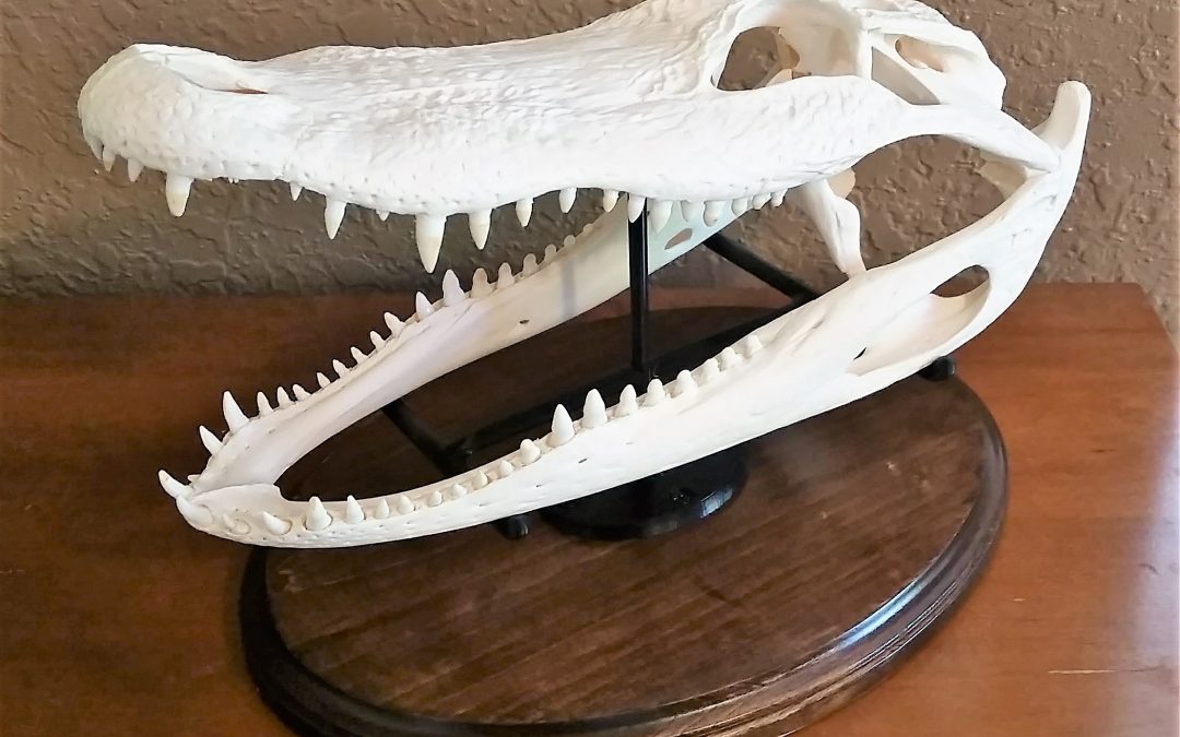 3D Scanning, Modeling & Printing of Alligator Skull Mount