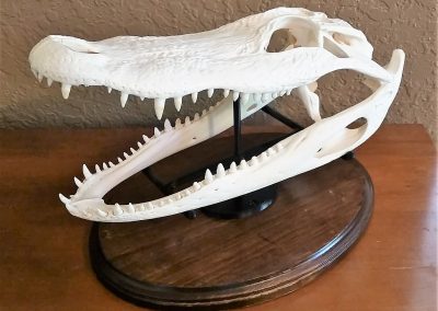 3D Scanning, Modeling & Printing of Alligator Skull Mount