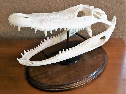 3D Scanning, Modeling & Printing of Alligator Skull Mount